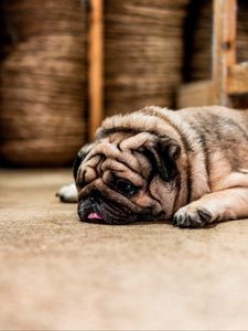 Preview wallpaper pug, dog, protruding tongue, sad, pet