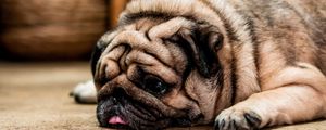 Preview wallpaper pug, dog, protruding tongue, sad, pet