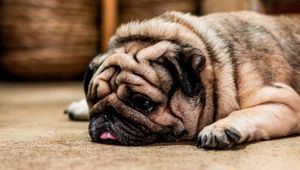 Preview wallpaper pug, dog, protruding tongue, sad, pet