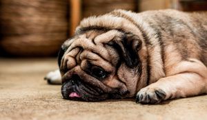 Preview wallpaper pug, dog, protruding tongue, sad, pet