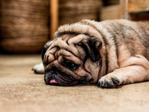 Preview wallpaper pug, dog, protruding tongue, sad, pet