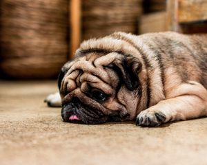 Preview wallpaper pug, dog, protruding tongue, sad, pet