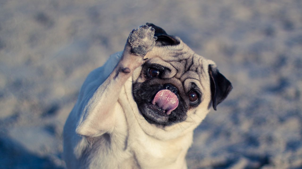 Wallpaper pug, dog, protruding tongue, funny