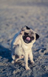 Preview wallpaper pug, dog, protruding tongue, funny
