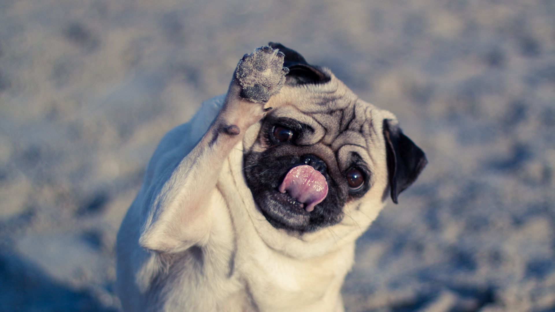 Download wallpaper 1920x1080 pug, dog, protruding tongue, funny full hd,  hdtv, fhd, 1080p hd background