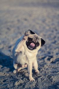 Preview wallpaper pug, dog, protruding tongue, funny