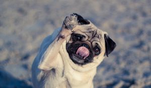 Preview wallpaper pug, dog, protruding tongue, funny