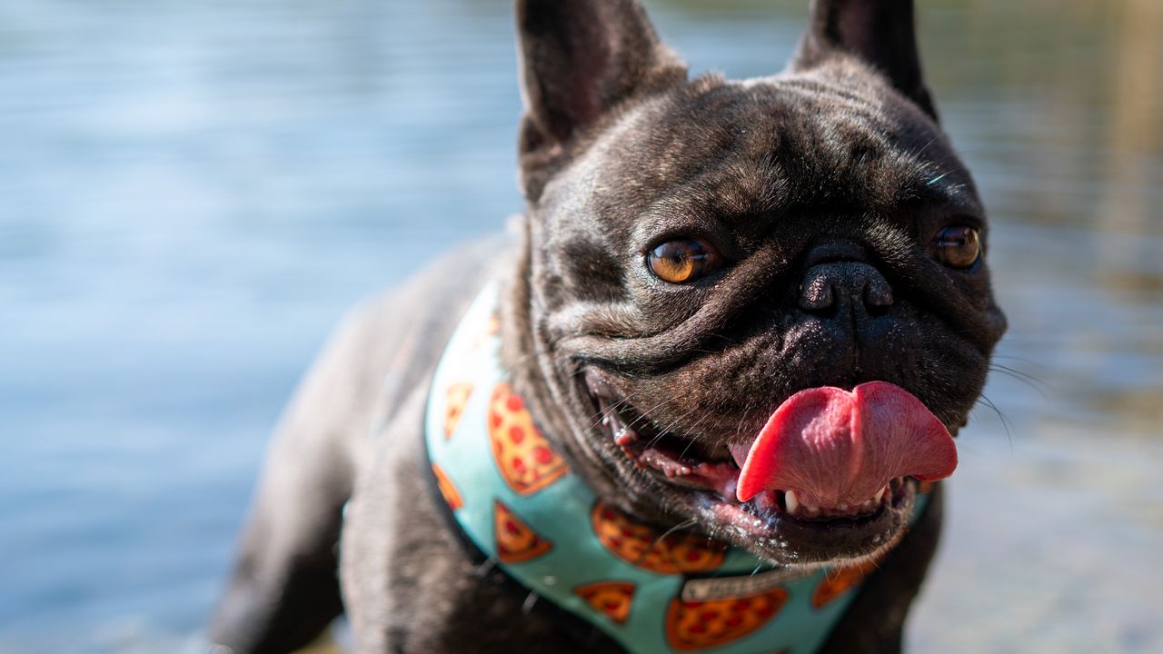 Wallpaper pug, dog, protruding tongue, funny, water