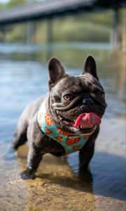 Preview wallpaper pug, dog, protruding tongue, funny, water