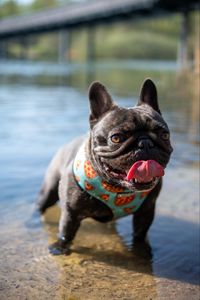 Preview wallpaper pug, dog, protruding tongue, funny, water