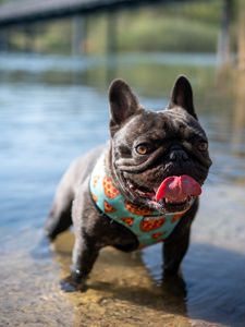 Preview wallpaper pug, dog, protruding tongue, funny, water