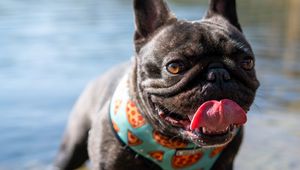 Preview wallpaper pug, dog, protruding tongue, funny, water