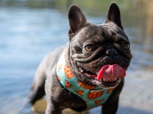 Preview wallpaper pug, dog, protruding tongue, funny, water