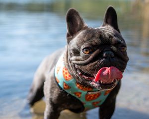 Preview wallpaper pug, dog, protruding tongue, funny, water