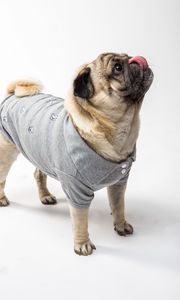 Preview wallpaper pug, dog, protruding tongue, funny, pet