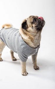 Preview wallpaper pug, dog, protruding tongue, funny, pet