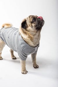 Preview wallpaper pug, dog, protruding tongue, funny, pet