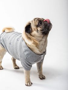 Preview wallpaper pug, dog, protruding tongue, funny, pet
