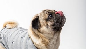 Preview wallpaper pug, dog, protruding tongue, funny, pet