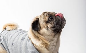 Preview wallpaper pug, dog, protruding tongue, funny, pet