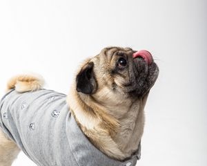 Preview wallpaper pug, dog, protruding tongue, funny, pet