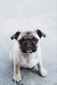 Preview wallpaper pug, dog, puppy, muzzle, cute