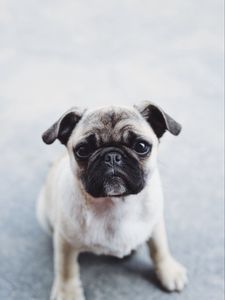 Preview wallpaper pug, dog, puppy, muzzle, cute