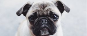 Preview wallpaper pug, dog, puppy, muzzle, cute