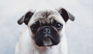 Preview wallpaper pug, dog, puppy, muzzle, cute