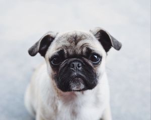 Preview wallpaper pug, dog, puppy, muzzle, cute