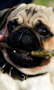 Preview wallpaper pug, dog, puppy, look