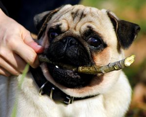 Preview wallpaper pug, dog, puppy, look