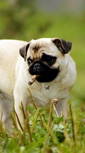 Preview wallpaper pug, dog, puppy, grass, herbs