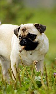 Preview wallpaper pug, dog, puppy, grass, herbs