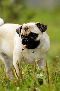 Preview wallpaper pug, dog, puppy, grass, herbs