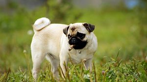 Preview wallpaper pug, dog, puppy, grass, herbs