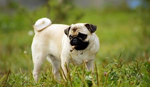 Preview wallpaper pug, dog, puppy, grass, herbs