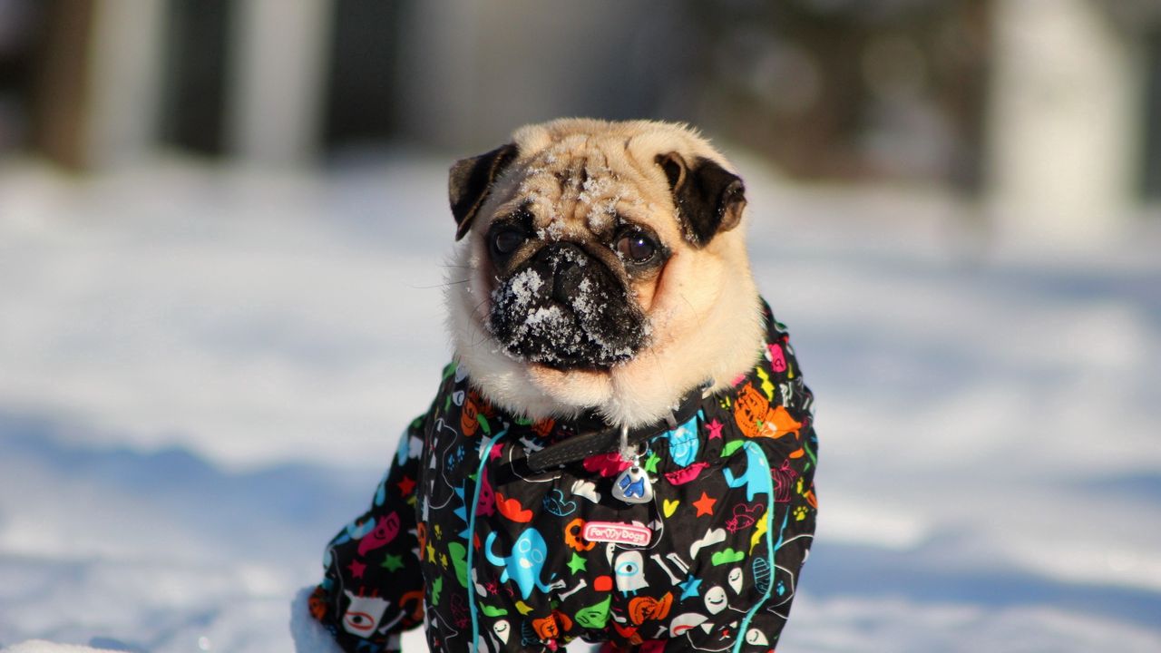 Wallpaper pug, dog, snow jacket, winter