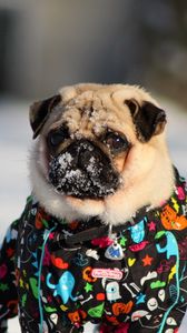 Preview wallpaper pug, dog, snow jacket, winter