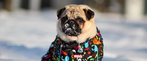 Preview wallpaper pug, dog, snow jacket, winter