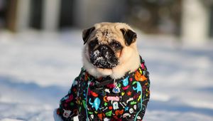 Preview wallpaper pug, dog, snow jacket, winter