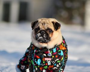 Preview wallpaper pug, dog, snow jacket, winter