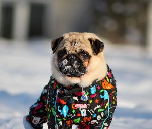 Preview wallpaper pug, dog, snow jacket, winter