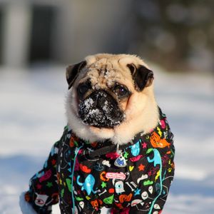 Preview wallpaper pug, dog, snow jacket, winter