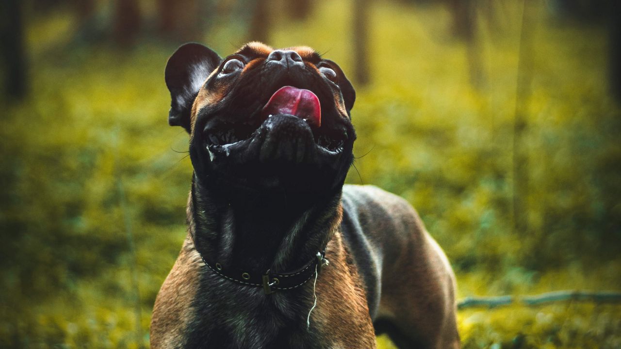 Wallpaper pug, dog, tongue protruding, pet, funny