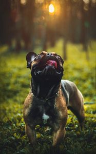 Preview wallpaper pug, dog, tongue protruding, pet, funny