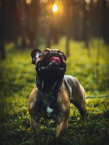 Preview wallpaper pug, dog, tongue protruding, pet, funny