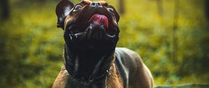 Preview wallpaper pug, dog, tongue protruding, pet, funny