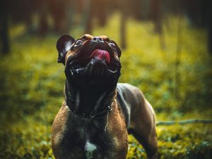 Preview wallpaper pug, dog, tongue protruding, pet, funny