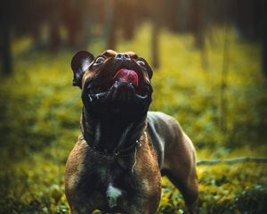 Preview wallpaper pug, dog, tongue protruding, pet, funny